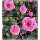 Englische Rose Eustacia Vye -R- im großen XL 7,5...