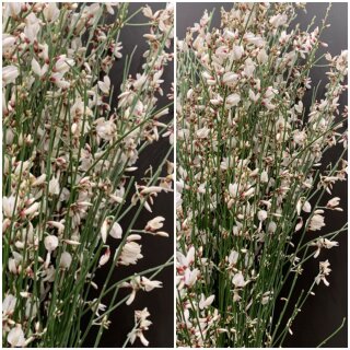 Ginster weiß 1 ganzes Bund  300g~ Frischer Frühlingsduft ~ Blumenliebe ~ für die Vase