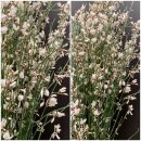 Ginster weiß 1 ganzes Bund  300g~ Frischer...