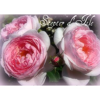 Scepter d Isle -R- Englische  David Austin Rose im großen 4 Liter Topf gewachsen  ~ einzigartiger Duft mit zauberhaften Blüten