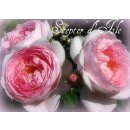 Scepter d Isle -R- Englische  David Austin Rose im...