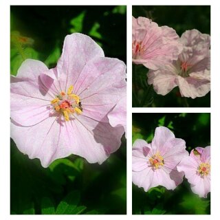 Geranium Vision Light Pink ~ im großen 3 Liter XL Topf  Lange Blütezeit ~Liebreiz und sanfte Töne !