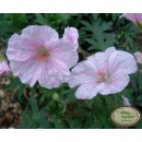 Geranium Vision Light Pink ~ im großen 3 Liter XL Topf  Lange Blütezeit ~Liebreiz und sanfte Töne !