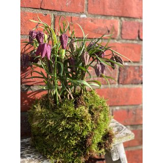 Fritillaria meleagris ~ Schachbrettblume knospig/blühend~ im Mooskleid zauberhafte Frühlings- Naturdeko und Geschenkidee