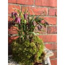 Fritillaria meleagris ~ Schachbrettblume...