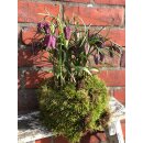 Fritillaria meleagris ~ Schachbrettblume...