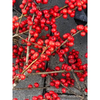 Ilex rot, Winterberry - Zweige lang ca 90-100cm ~toll pur oder mit Amaryllis~ Winterdeko~ schöner Farbtupfer mit roten Beeren