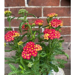 Achillea millefolium ~ Schafgarbe in Rot ~jetzt knospig/blühend Sommerfreuden in warmen Tönen