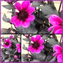 Dahlie Happy Days Purple ~ im großen XL 3 Liter...