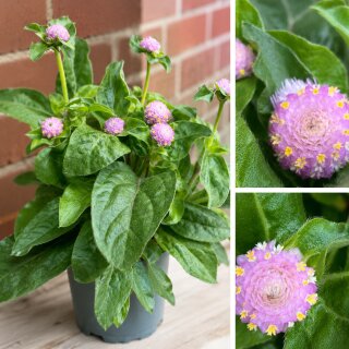 Kugelamarant Rosa  jetzt knospig/blühend~ Blütencharme,kleine Blüten mit großer Wirkung~ lange Blütezeit & traumhaft für die Kübelbepflanzung
