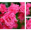 10 Stück Rose Pink Fairy ~im Kleincontainer...