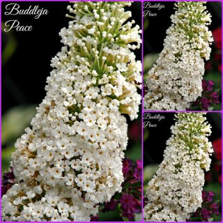 Buddleja White Profusion 60/100 ~ weißer Schmetterlingsflieder~ toller Duft...knospig/blühend