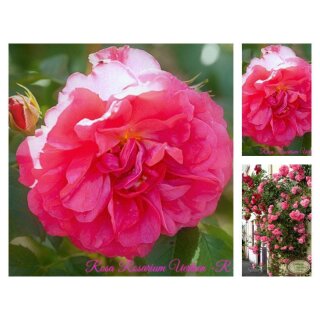 Rose Rosarium Uetersen -R- großer XXL 10 Liter Topf gewachsen~ eine überzeugend zauberhafte Kletterrose