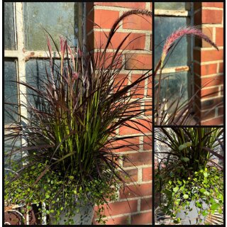 Rotes Lampenputzergras - Pennisetum Rubrum ..umspielt von Mühlenbeckia im  großen XL Topf