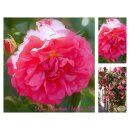 Rose Rosarium Uetersen -R- großer XXL 10 Liter Topf...