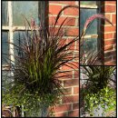 Rotes Lampenputzergras - Pennisetum Rubrum ..umspielt von...