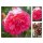 Rose Rosarium Uetersen -R- großer XXL 10 Liter Topf gewachsen~ eine überzeugend zauberhafte Kletterrose