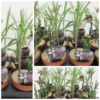 3 Töpfe Fritillaria meleagris~ Schachbrettblume~ Flowers~ Blumendeko