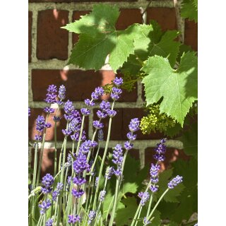 Lavendel Hidcote Blue ~kräftige im  XL 2 Liter Topf~ tiefvioletter Duft-Schatz !