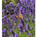 Lavendel Hidcote Blue ~kräftige im  XL 2 Liter Topf~...