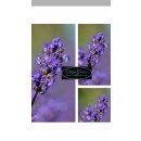 Lavendel Hidcote Blue ~kräftige im  XL 2 Liter Topf~ tiefvioletter Duft-Schatz !