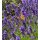 Lavendel Hidcote Blue ~kräftige im  XL 2 Liter Topf~ tiefvioletter Duft-Schatz !