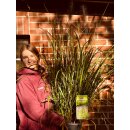 Wochenmarkt Angebot~ Top Qualität Gras - Pennisetum alopecuroides ~wunderschöne Kübel- oder Gartendeko -winterhartes Gras - jetzt mit Blüten