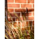 Wochenmarkt Angebot~ Top Qualität Gras - Pennisetum alopecuroides ~wunderschöne Kübel- oder Gartendeko -winterhartes Gras - jetzt mit Blüten