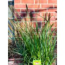 Wochenmarkt Angebot~ Top Qualität Gras - Pennisetum alopecuroides ~wunderschöne Kübel- oder Gartendeko -winterhartes Gras - jetzt mit Blüten