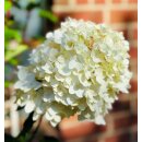 Rispenhortensie Magical Andes -R  60/100cm ~jetzt...