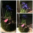 Blaue Zwerg Harmony -  Iris in Frühlingshaften...