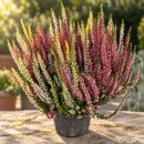 Calluna High Five Heide – fünf Farben, ein...