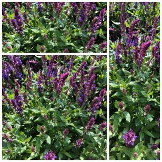 Salbei~Salvia nemorosa Blaukönigin ~im Topf ~ Bienenfreundlicher Rosenbegleiter mit langer Blüte