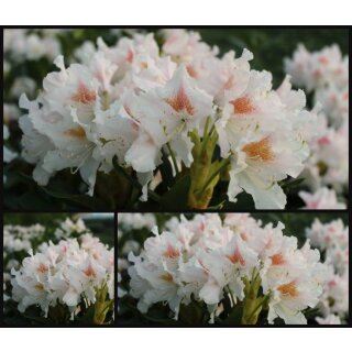 Rhododendron Cunningham´s White 40/50cm im großen Topf~Blüte im Mai