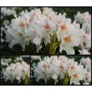 Rhododendron Cunningham´s White 40/50cm im...