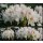 Rhododendron Cunningham´s White 40/50cm im großen Topf~Blüte im Mai