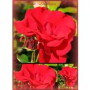 Rose Santana -R- Starke im 10 Liter Container ~...