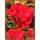 Rose Santana -R- Starke im 10 Liter Container ~ Kletterrose im feurigen Rot
