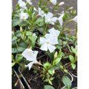 Vinca minor Alba ~ immergrüner Bodendecker und Blütenstar ~ kräftige & volle Qualität