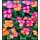 3 Töpfe Primel "Fruelo" Rosa-Pink/Lachs~ Frühlingsdeko~ Flowers~ Happyspring -Sonderfarbe