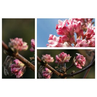 Winter-Schneeball ~ Viburnum bodnatense Charles Lamont 60/80 im großen Topf~ einer der schönsten Winterblüher