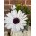 Bornholm-Margerite in Weiß mit Lila Auge   ~ knospig/blühend ~Blütenzauber in Frischer 1A Qualität