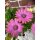 Bornholm-Margerite in Rosa  ~ knospig/blühend ~Blütenzauber in Frischer 1A Qualität