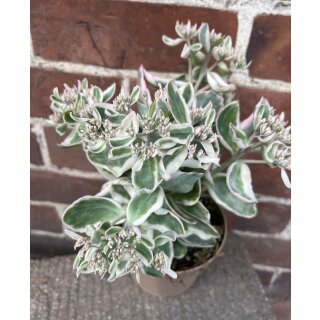 Sedum ~Fetthenne   ‘La Vie en Rose’im großen Topf  ..bezaubernd & attraktiv in Kübel und Garten