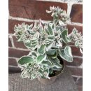 Sedum ~Fetthenne   ‘La Vie en Rose’im...