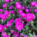 Glattblatt Aster pink-Herbstaster novi-belgii ~ jetzt...