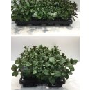 Feine Schokominze im großen Topf~ erinnert an feine...