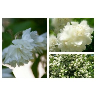 Gefüllter Gartenjasmin- Philadelphus Schneesturm 60/100 cm kräftige im großen Topf-überreiches und duftiges Schneegestöber