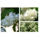Gefüllter Gartenjasmin- Philadelphus Schneesturm...