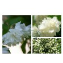Gefüllter Gartenjasmin- Philadelphus Schneesturm...